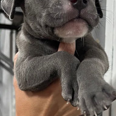 PITBULL,ambos sexos,en 150 USD o equivalente,TENGO MENSAJERÍA,tienen 40 días y están desparacitados - Img 126171279
