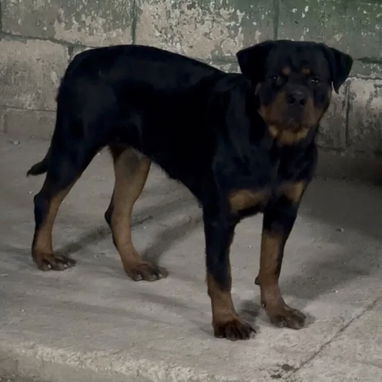 Vendo cachorras de rottweiler - Img 123561401