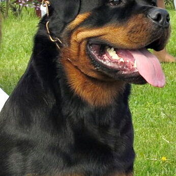 ROTTWEILLER DE Alta Raza - Img 125171503