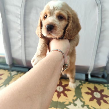 BELLOS COCKER SPANIEL - Img 124469660