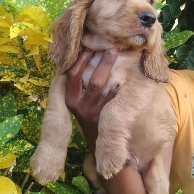 💙 HERMOSO CACHORRO COCKER SPANIEL 💙 - 2/3