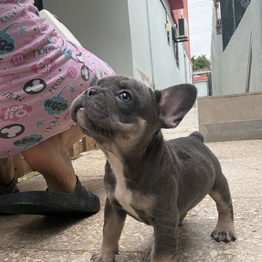Bulldog francés - Img 125486304