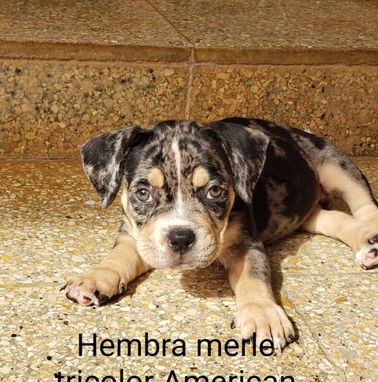 AMÉRICAN BULLY Pocket,hembras en 650 y machos en 600 USD,de 50 días,desparacitado,TENGO MENSAJERÍA,con contrato y collar - Img 98923507