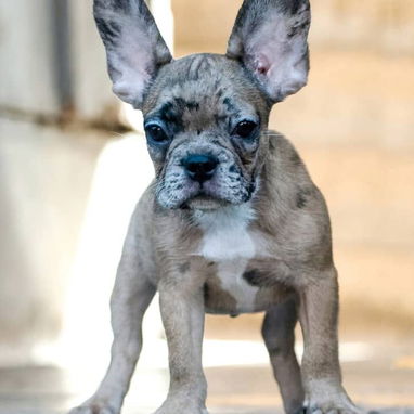 Si buscas una Exelente compañía pitbull, Chihuahua, shitzu, bulldog francés,53818081: - Img 123407513