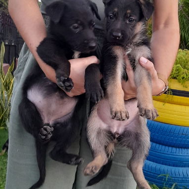 Cachorros pastor aleman - 4/5