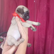 Vendemos cachorro de todo tipo de razas - Img 53228763
