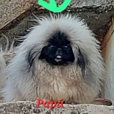 PEQUINÉS IMPERIAL CON PEDIGRI,macho,en 600 USD o equivalente,TENGO MENSAJERÍA,tiene 3 meses,ESTÁ INSCRITO Y VACUNADO. - 6/6