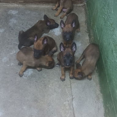 CACHORROS BELGA MALINOIS - Img 124160260