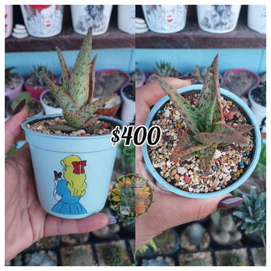 Cactus y suculentas - Img 125227596