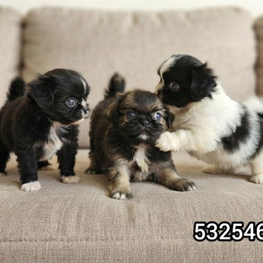 ❤️❤️❤️PEKINES... (Spaniel Tibetanos) - Img 126403310