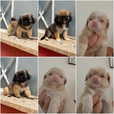 🐾✨ SUS VENTAJAS POR LA COMPRA BETTY MASCOTAS WHATSAPP 52506841 ✨🐾 - 6/10