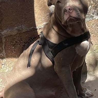 Pitbull - Img 123556421