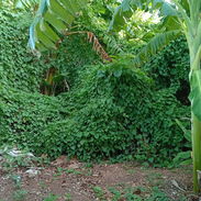 Venta de terreno en Guanabo - Img 56855292