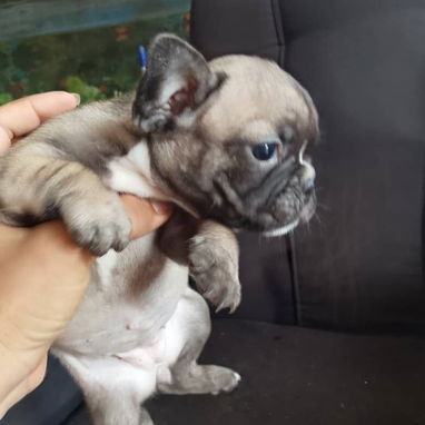 BULLDOG FRANCES,hembras,en 750 USD o equivalente,TENGO MENSAJERÍA,tienen 43 días y están desparacitadas - 5/10