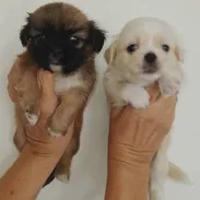 🐾 SPANIEL TIBETANOS CONOCIDOS COMO PEQUINÉS MACHOS BETTY MASCOTAS WHATSAPP 52506841 🐾 - Img 57178657
