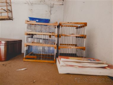 Vendo varias jaulas de pájaros de uso - Img main-image-45729736