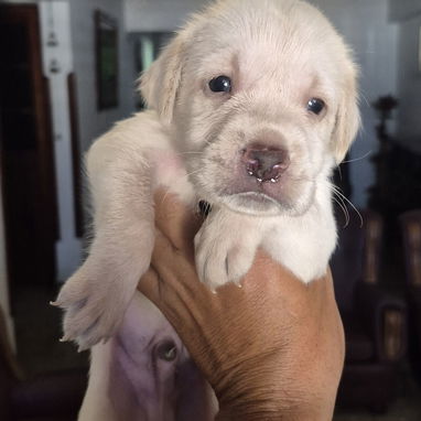 Últimos 2 cachorros de labrador, se entregan el 25 de este mes, padres a la vista en mi casa, mas información al WhatsAp - 2/3