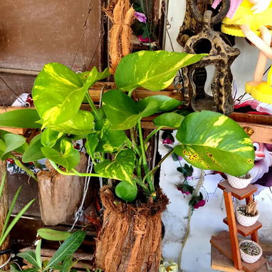 🌿Plantas trepadoras para colgar 🌿 - 2/6