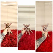 💟 Chihuahuas 💟 - Img 56240478