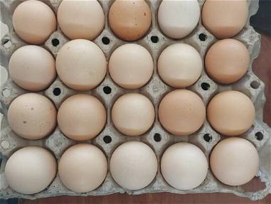 Venta de cartones de huevos - Img 67830725