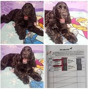 <<< Cocker, cachorro macho de 4 meses vacunado en venta 52506841 76930613 BETTY MASCOTAS >>> - Img 45711466