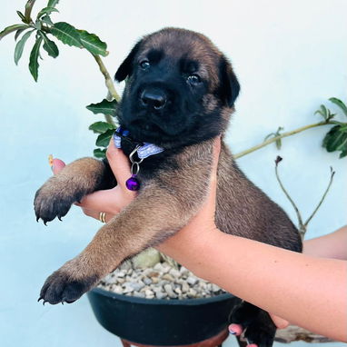 Cachorros Pastor Belga Malinois - Img 123727248
