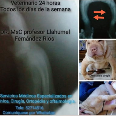 Veterinario - Img 126783827