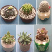 Preciosos cactus y suculentas para adornar espacios y regalar. Haz que las buenas vibraciones lleguen a tu hogar - Img 49849814