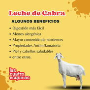 Leche de cabra! - Img 55914205