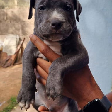 PITBULL AZUL,ambos sexos,en 200 USD o equivalente,TENGO MENSAJERÍA,tienen 65 días y están desparacitados - Img 125674009