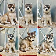 🐺💙 HUSKY SIBERIANO – AMBOS SEXOS WHATSAPP 58746643 💙🐺 - Img 57078565