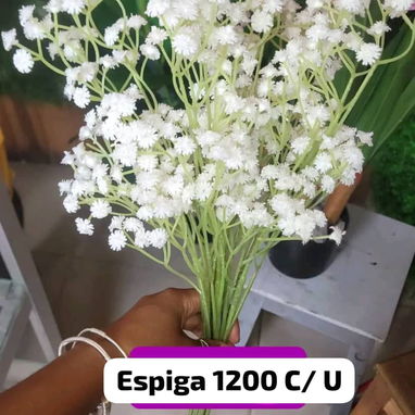 Hermosa planta - Img 121841014