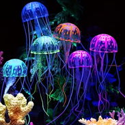 Pareja de Medusas Fosforescentes - Img 56073236