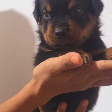 ROTTWEILER,machos,en 350 USD o equivalente,TENGO MENSAJERÍA,tienen 40 días y están desparacitados - 6/10