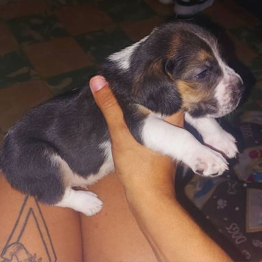 Venta de cachorros - Img 123342922