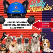 (((( COMPRO CACHORROS DE RAZA  BETTY MASCOTAS WHATSAPP 52506841 ))))) - Img 49224689