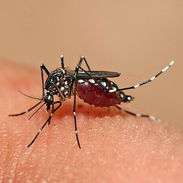 Tienes mosquitos ? Los eliminamos . Fumigacion con Líquido.. - Img 56775446