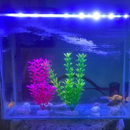 Vendo pecera de uso, bien cuidada con sus accesorios - Img 58305774