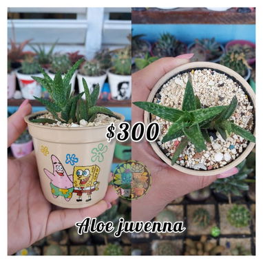 Cactus y suculentas - Img 127809260