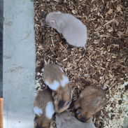 Hamster en venta - Img 56776874