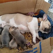 🐶 BULLDOG FRANCÉS EN VENTA 🐾 — ¡HERMOSO EJEMPLAR! - Img 54204550