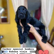 Hermosa cachorra de cocker spaniel - Img 55735177
