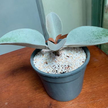 Venta de plantas suculentas 🌵🏜️💚🌸y de sombra🪴🌿🌱🍃 variedad de precios 💵 - 3/9