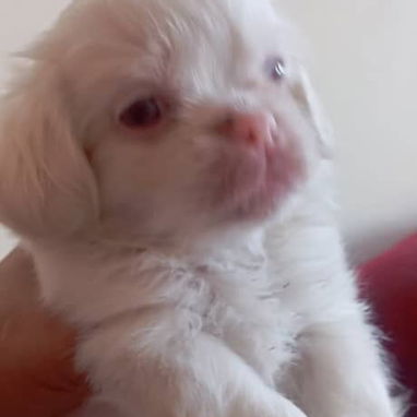 Contamos con cachorros.pitbul.pequine.pastor aleman.husky.chihuahua.rowailer.shitzu.labradorpastor belga nalinoe.golde - Img 125395414
