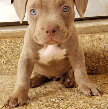 AMÉRICAN BULLY Pocket,hembras en 650 y machos en 600 USD,de 50 días,desparacitado,TENGO MENSAJERÍA,con contrato y collar - Img 98923503