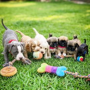Un amor incondicional 💝🐶💙 - Img 56868097