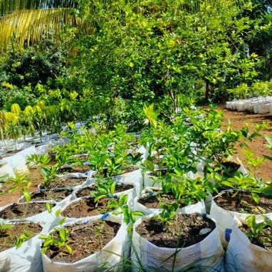 Venta de arboles frutales y ornamentales - Img 124230967