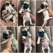 ((( PUG CARLINO AMBOS SEXOS EN VENTA WHATSAPP 58746643 ))) - Img 57353165