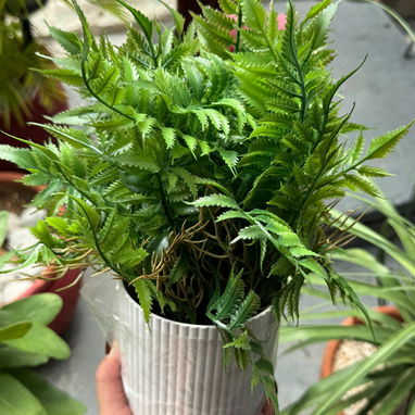 *Plantas decorativas modernas🪴* (La Lisa) - Img 123053986