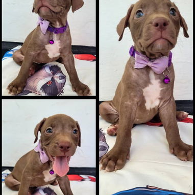 Si lo que buscas es una buena compañía todos disponibles pitbull, Chihuahua, bulldog francés, shitzu, pastor 53818081 - Img 125829085